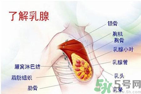 女性胸部按摩的好處有哪些？女性胸部按摩方法是什么？