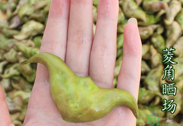 菱角懷孕可以吃嗎？孕婦能吃菱角嗎？