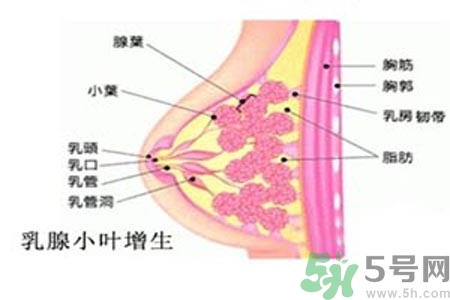 乳房脹痛的原因？乳房脹痛怎么辦？