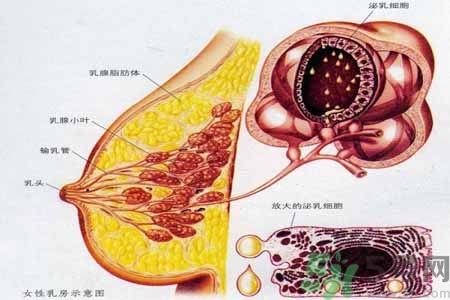 如何預(yù)防胸部一大一??？乳房一大一小要注意什么問(wèn)題？