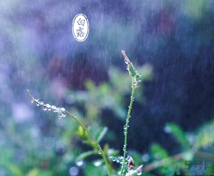白露茶是什么茶？白露為什么要喝白露茶？