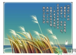 白露茶是什么茶？白露為什么要喝白露茶？