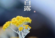 白露茶是什么茶？白露為什么要喝白露茶？