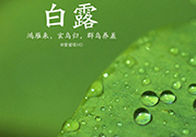 白露喝什么茶？白露養(yǎng)生茶飲推薦