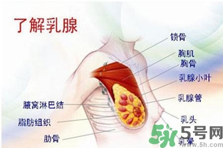 乳房上有硬塊怎么辦？乳房有硬塊的病因是什么？