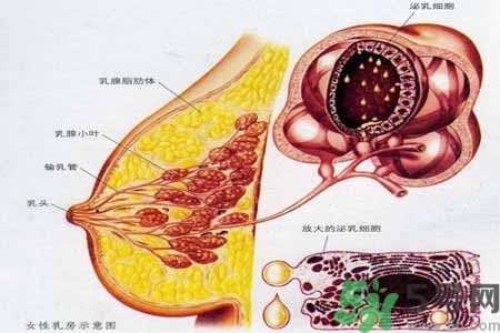 乳房上有硬塊怎么辦？乳房有硬塊的病因是什么？