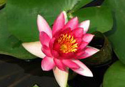 處暑如何養(yǎng)生？處暑養(yǎng)生要注意什么？