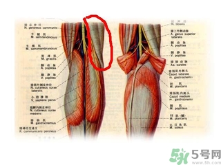 韌帶斷裂吃什么好得快？前十字韌帶斷裂吃什么補(bǔ)品？