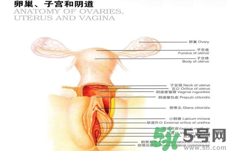 陰道出血和什么有關(guān)？陰道出血的應(yīng)急措施有哪些？