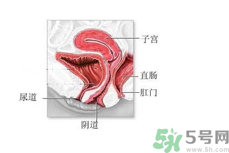 陰道松弛是什么？陰道松弛的癥狀有哪些？