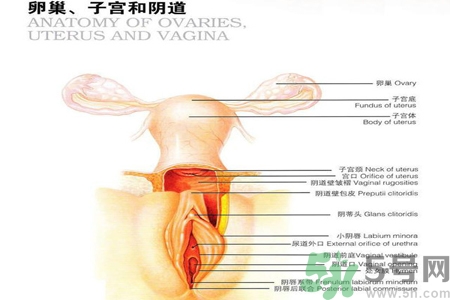 陰道干澀的原因是什么？陰道干澀怎么辦？