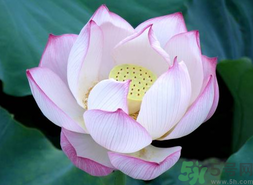 出伏吃什么養(yǎng)生？出伏養(yǎng)生注意事項