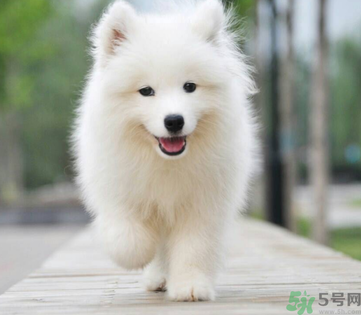 狗狗可以吃月餅嗎？狗狗吃月餅的危害