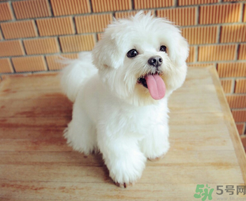 狗狗可以吃月餅嗎？狗狗吃月餅的危害