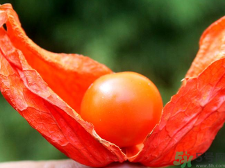 孕婦可以吃紅姑娘嗎？紅姑娘的藥用價(jià)值