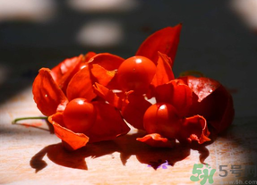 紅姑娘吃多了會(huì)怎樣？吃野生紅姑娘的好處和壞處