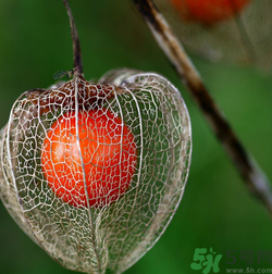 紅姑娘吃多了會(huì)怎樣？吃野生紅姑娘的好處和壞處