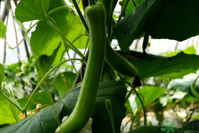 瓠子是涼性的嗎？如何辨別涼性食物與寒性食物？