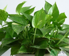 客廳放什么植物好？客廳植物選什么好？