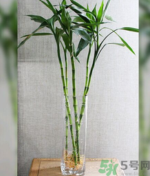 客廳放什么植物好？客廳植物選什么好？