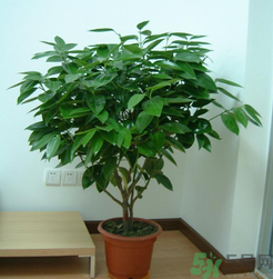 客廳放什么植物好？客廳植物選什么好？