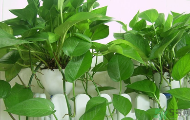 臥室放什么植物好？臥室植物放什么好？