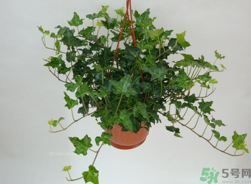 臥室放什么植物好？臥室植物放什么好？