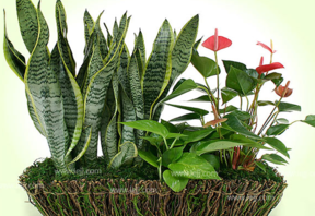 什么植物吸收甲醛最好？吸收甲醛的室內(nèi)植物