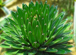 什么植物吸收甲醛最好？吸收甲醛的室內(nèi)植物