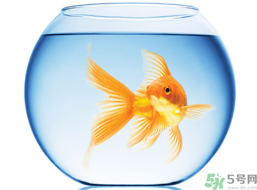 家里養(yǎng)魚好嗎？家里養(yǎng)魚有什么講究？