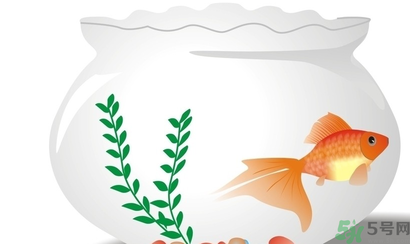 家里養(yǎng)魚好嗎？家里養(yǎng)魚有什么講究？