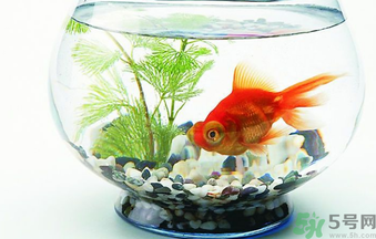 家里養(yǎng)魚好嗎？家里養(yǎng)魚有什么講究？