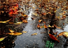 一場(chǎng)秋雨一場(chǎng)寒的意思?一場(chǎng)秋雨一場(chǎng)寒從什么時(shí)候開始?