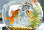 家里養(yǎng)魚好嗎？家里養(yǎng)魚有什么講究？