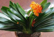 客廳放什么植物好？客廳植物選什么好？