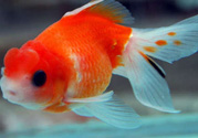 家里養(yǎng)什么魚好？家里養(yǎng)魚幾條最好？