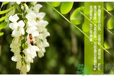 洋槐蜜是什么？洋槐蜜的作用與功效有哪些？