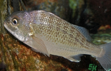 魚眼睛可以吃嗎？吃魚眼睛有什么好處？