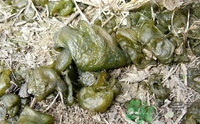地皮菜是發(fā)物嗎？地皮菜的功效與禁忌