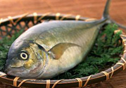 吃魚眼睛對眼睛有好處嗎？吃什么魚對眼睛好？