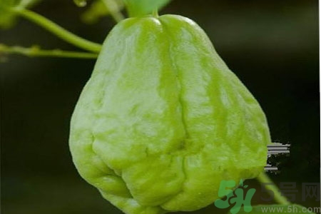 佛手瓜的功效與作用是什么？佛手瓜的營(yíng)養(yǎng)價(jià)值有哪些？