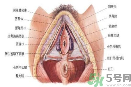 外陰瘙癢怎么回事？外陰瘙癢的原因是什么？