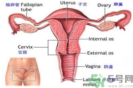 引起外陰瘙癢的疾病有哪些？治療外陰瘙癢的偏方有哪些？