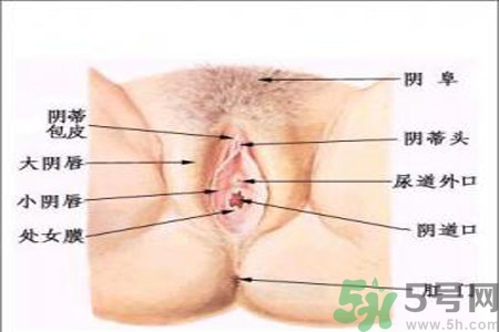引起外陰瘙癢的疾病有哪些？治療外陰瘙癢的偏方有哪些？