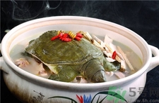 甲魚的營(yíng)養(yǎng)價(jià)值 甲魚的功效與作用