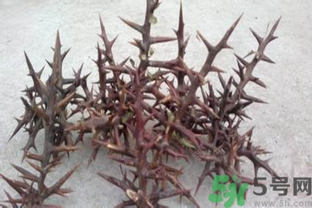 皂角刺的藥用價值是什么？皂角刺的功效與作用有哪些？