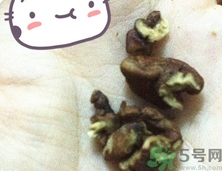 三只松鼠多少錢一袋？三只松鼠價格