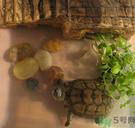 家里養(yǎng)烏龜好不好？家里養(yǎng)烏龜有什么講究？