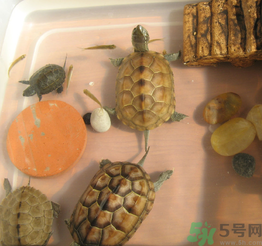 家里養(yǎng)烏龜好不好？家里養(yǎng)烏龜有什么講究？