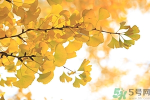 秋燥吃什么好？秋燥怎么辦？
